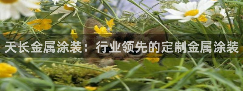 何超琼投资美高梅